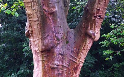 Baum Schaffhausen 1 bearbeitet Baum Schaffhausen 1 bearbeitet