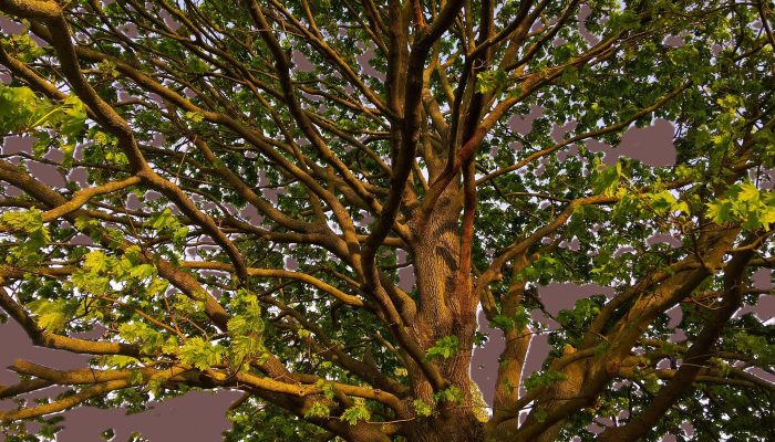 Baum THF bearbeitet Farbe